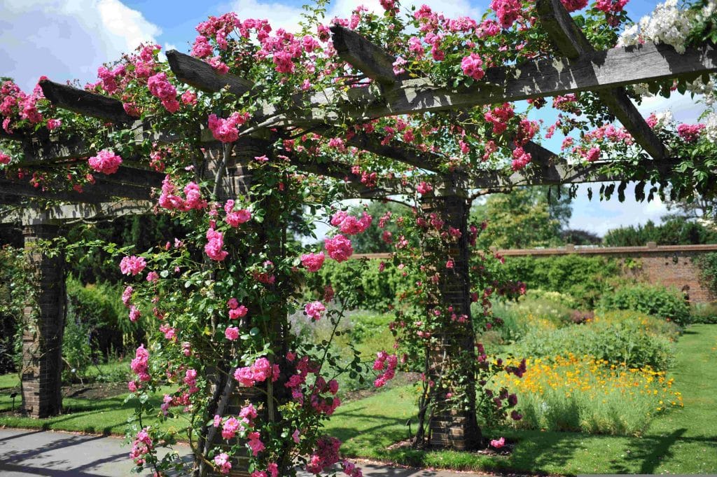 Pergola ogrodowa, drewniana, opleciona roślinami